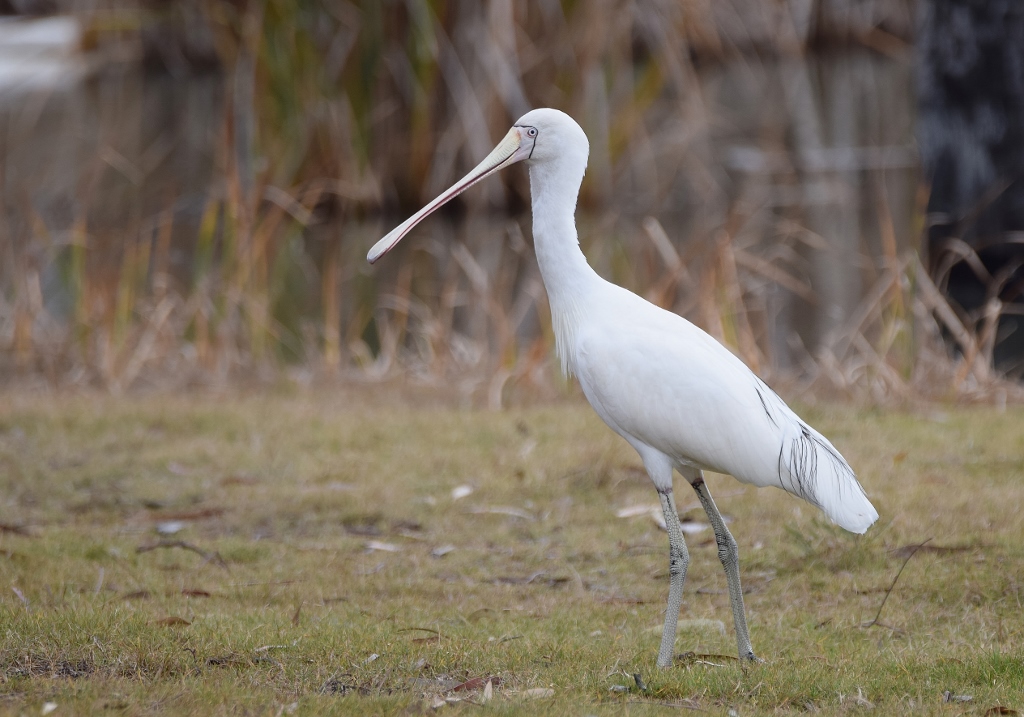 Yellow-billed Spoonbill (Image ID 21751)