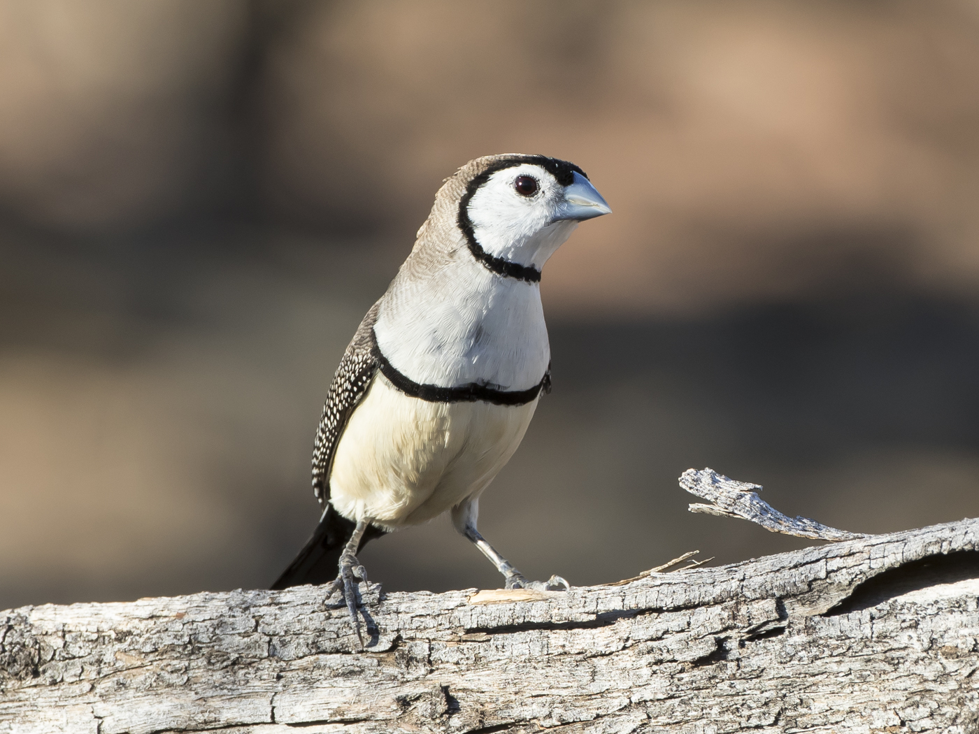 Double-barred Finch (Image ID 21734)