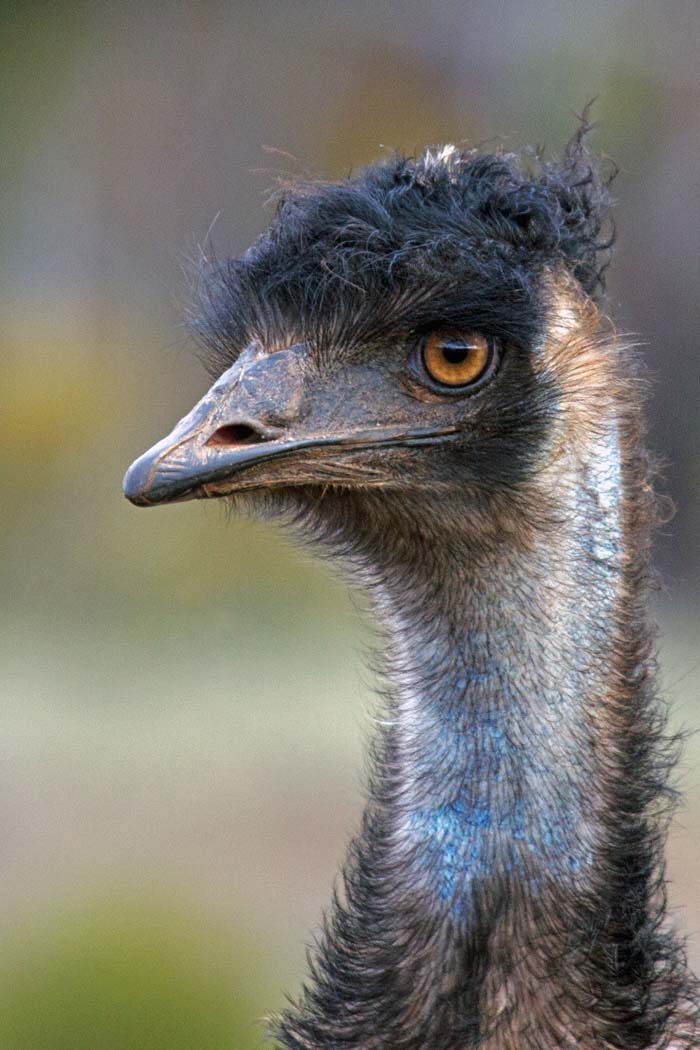 Emu (Image ID 21425)