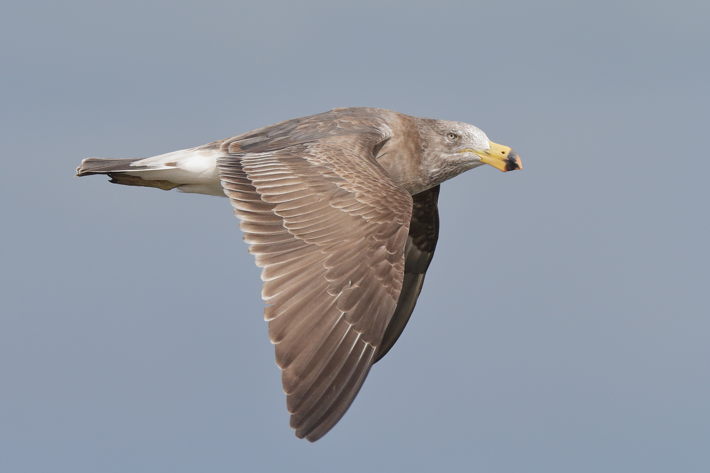 Pacific Gull (Image ID 21685)