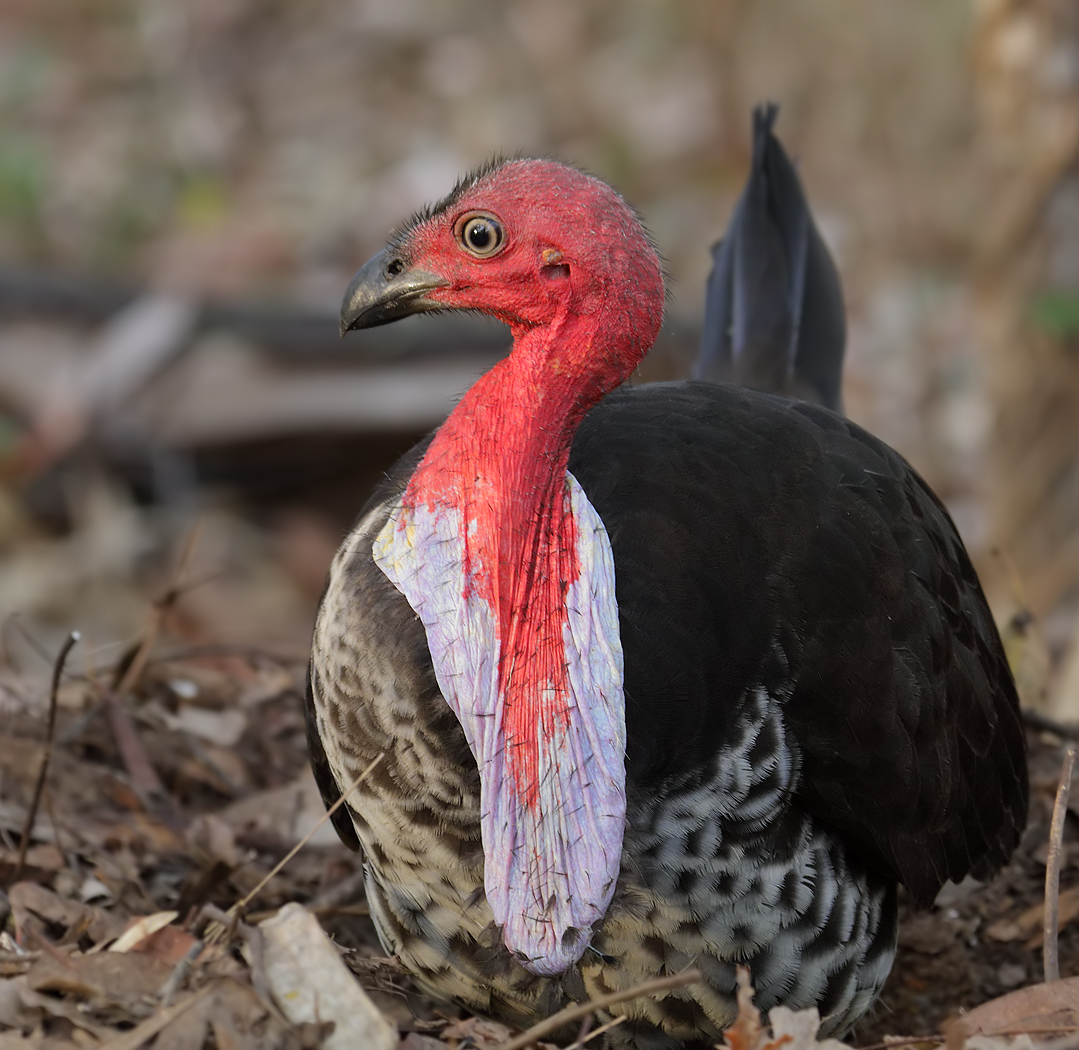 Australian Brush-turkey (Image ID 22144)