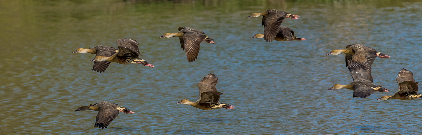 Plumed Whistling-Duck (Image ID 22046)