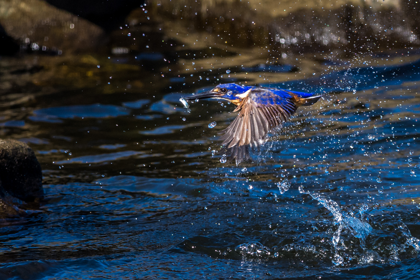 Azure Kingfisher (Image ID 22006)
