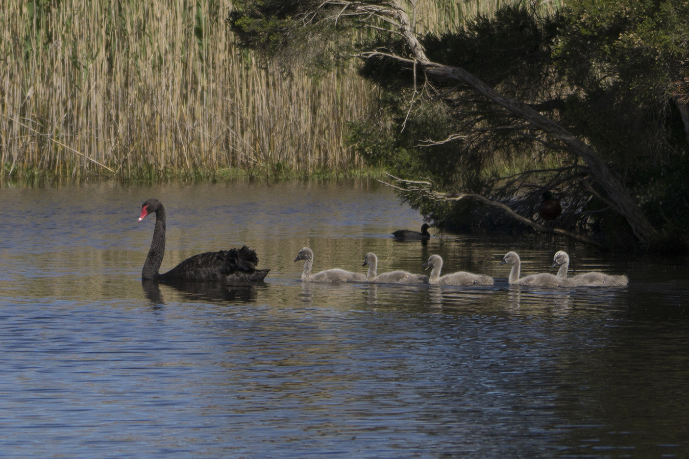 Black Swan (Image ID 22666)