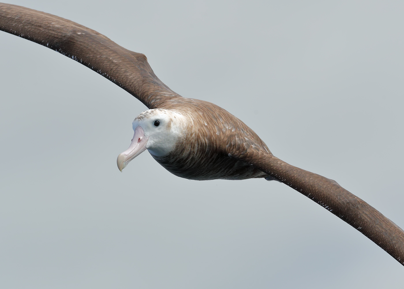 Antipodean Albatross (Image ID 22910)