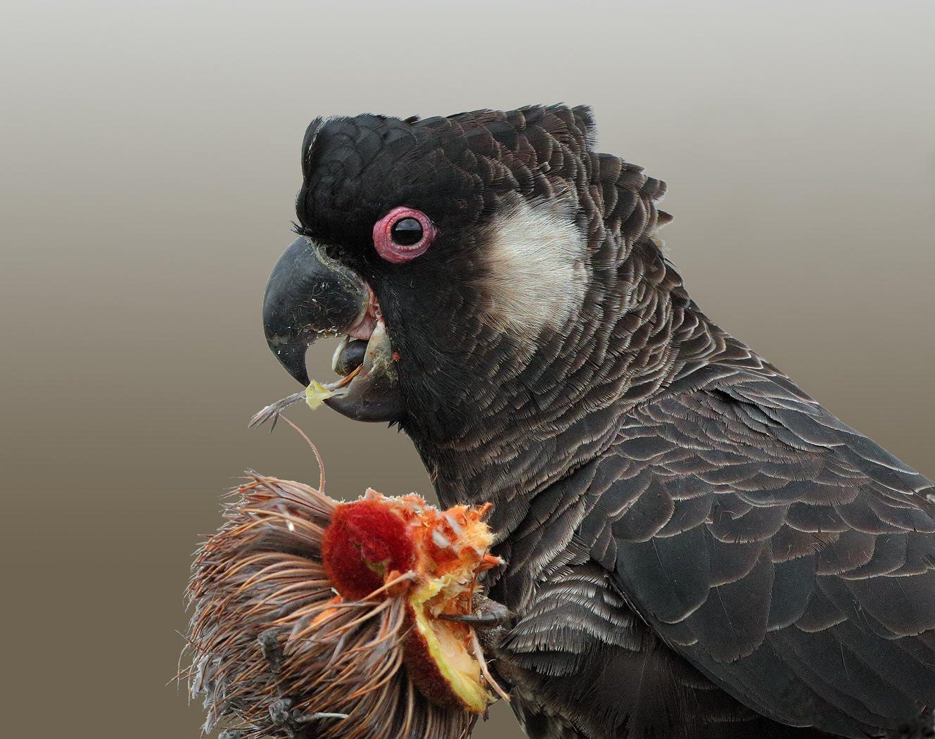 Carnaby's Black-Cockatoo (Image ID 22894)