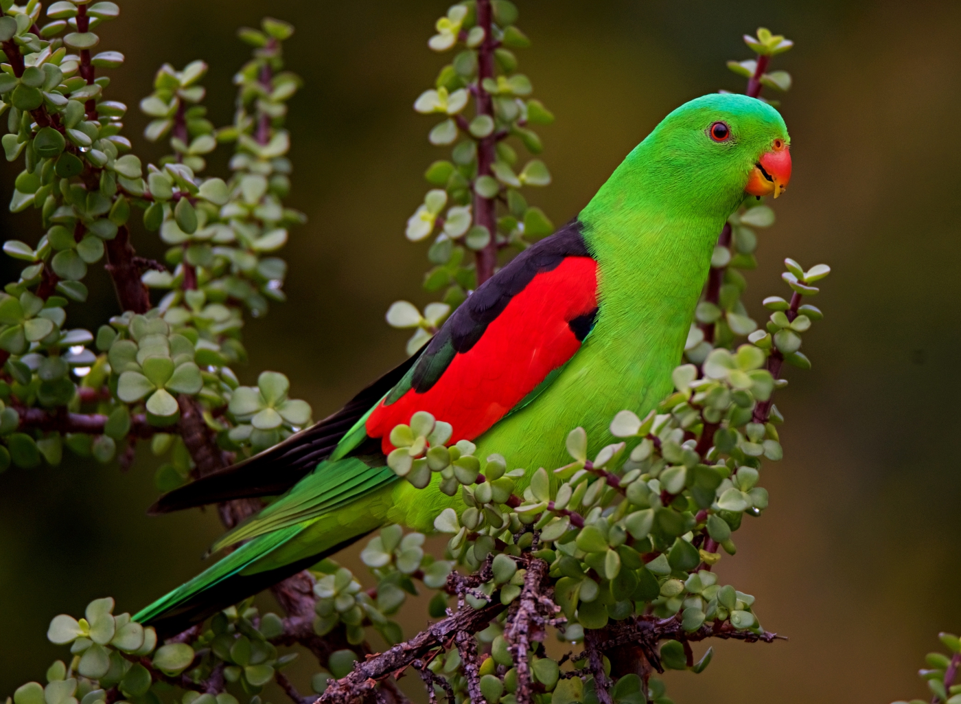 Red-winged Parrot (Image ID 23819)