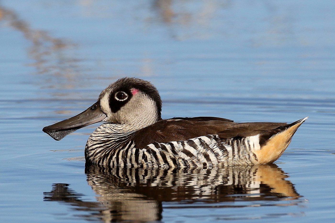 Pink-eared Duck (Image ID 24156)