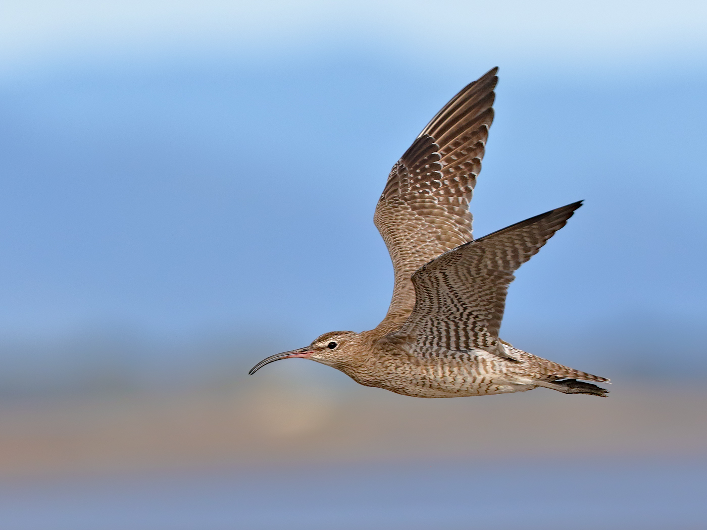 Whimbrel (Image ID 24145)