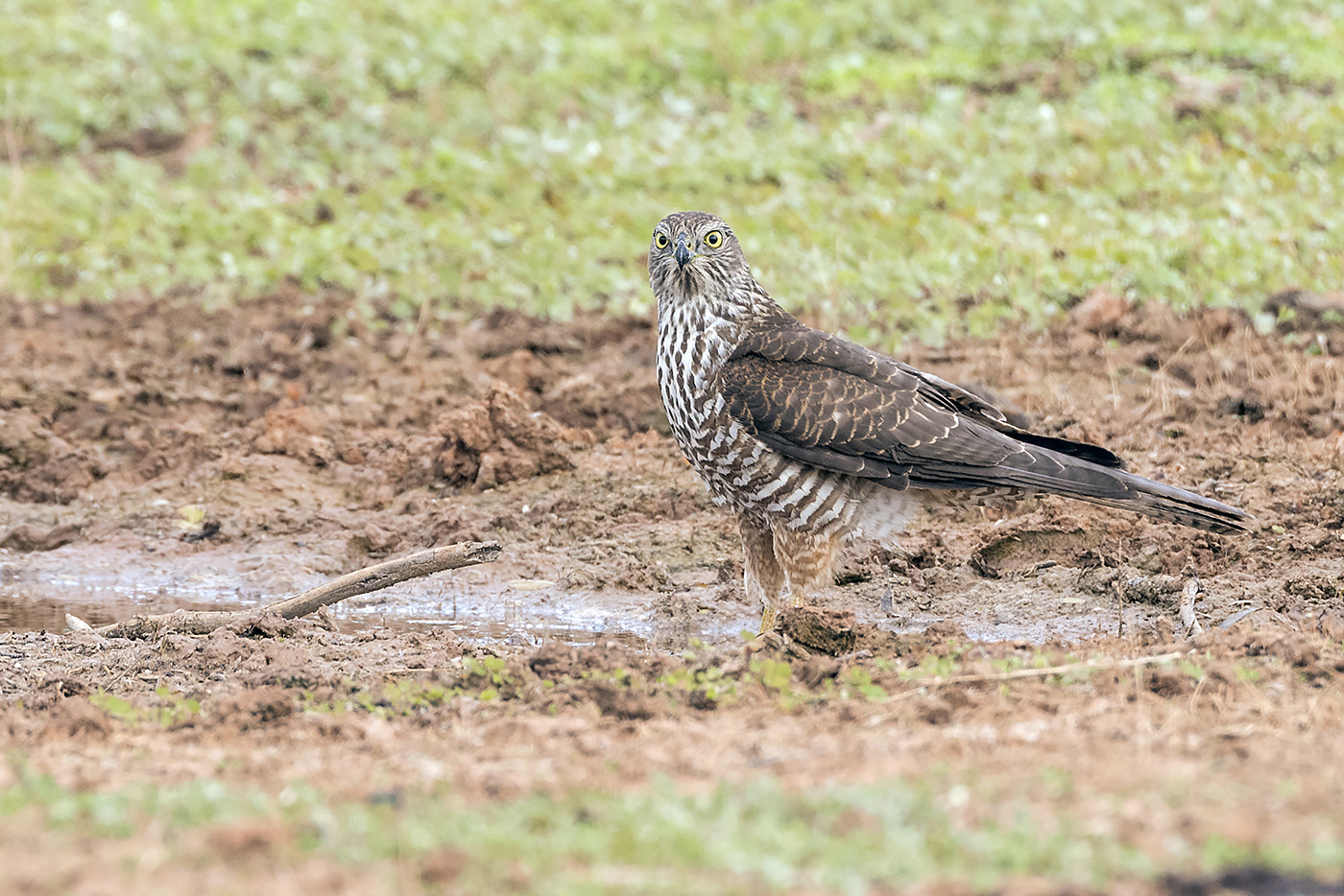 Collared Sparrowhawk (Image ID 24123)