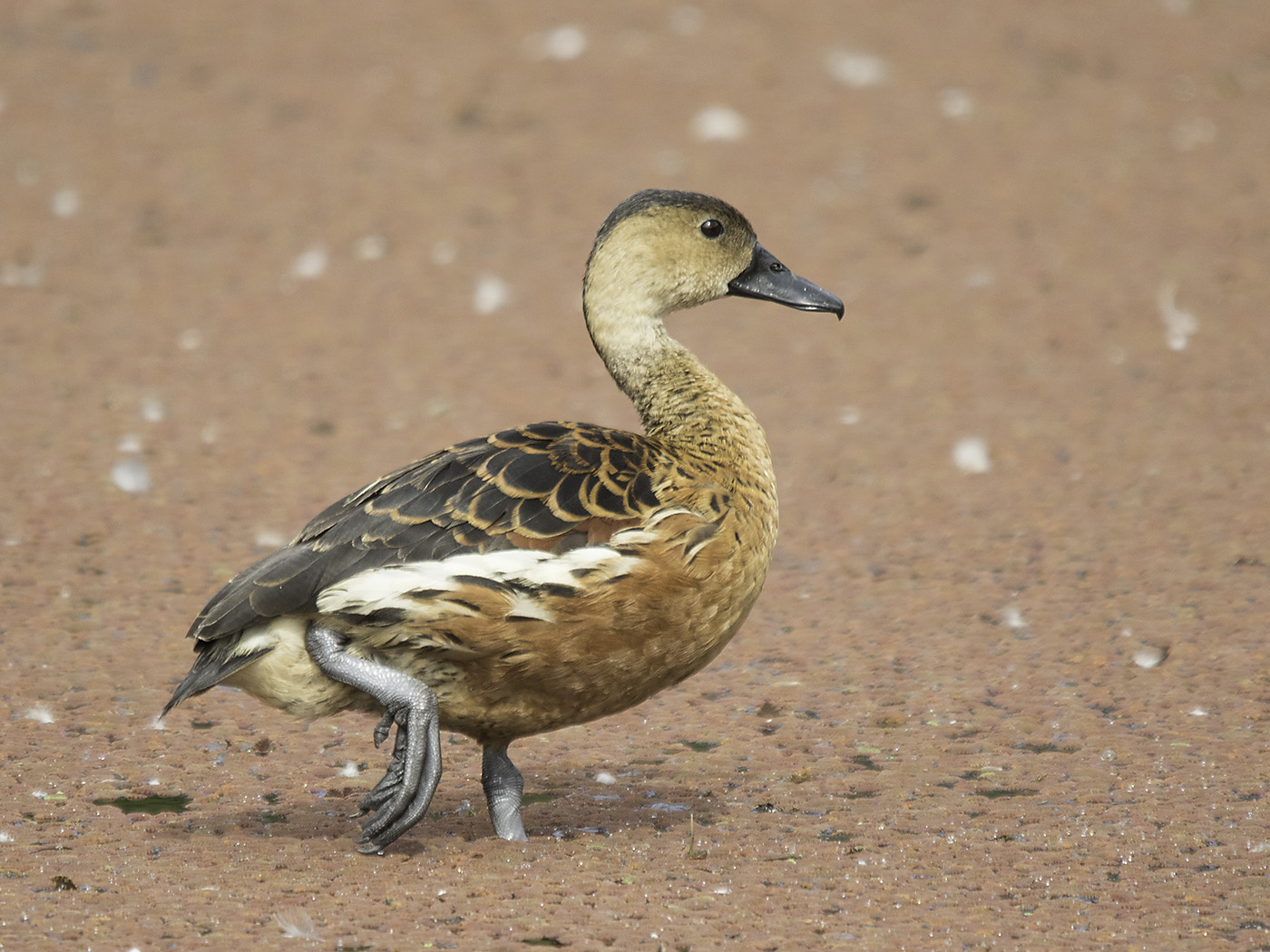 Wandering Whistling-Duck (Image ID 23873)