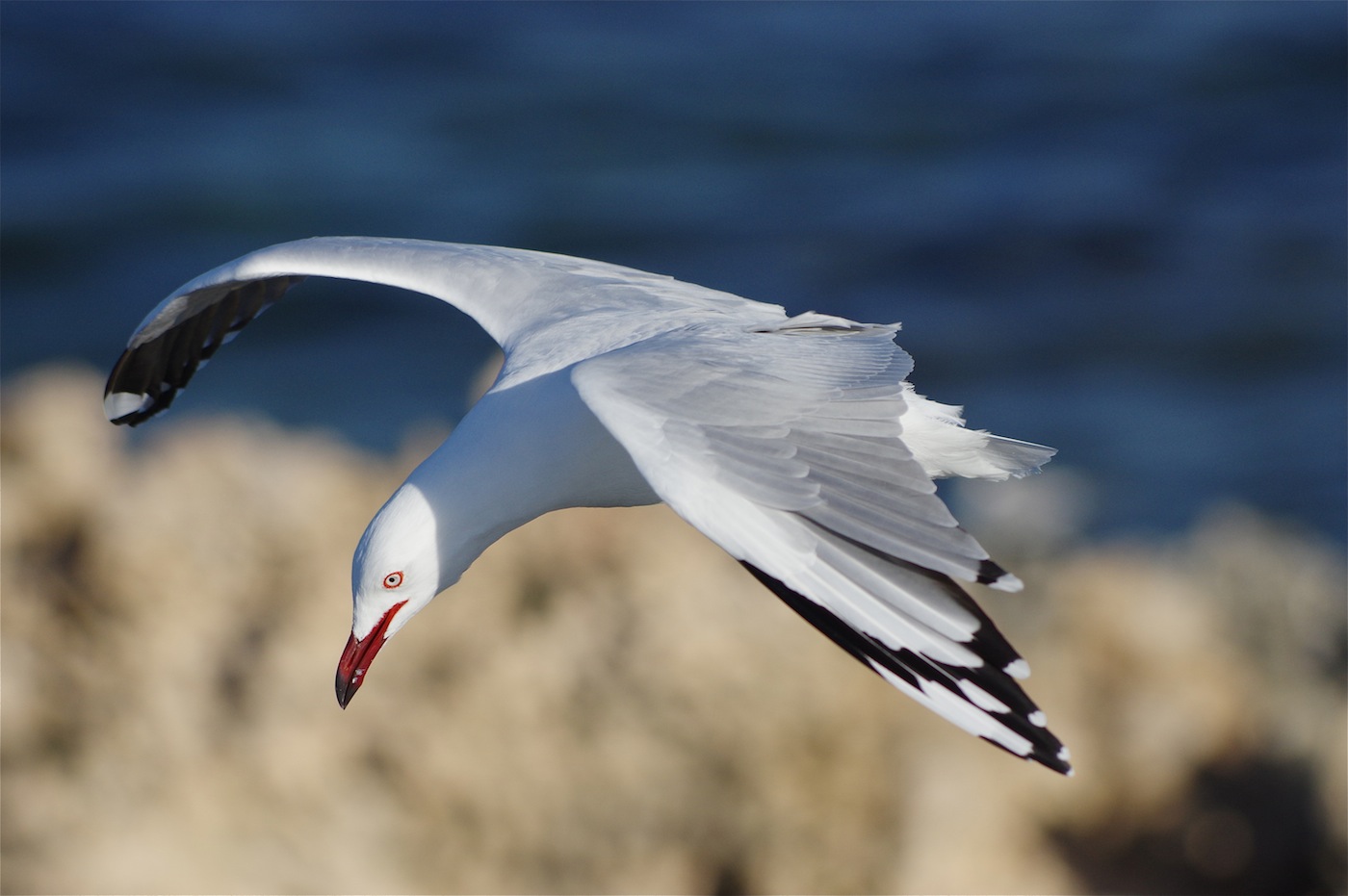Silver Gull (Image ID 24691)