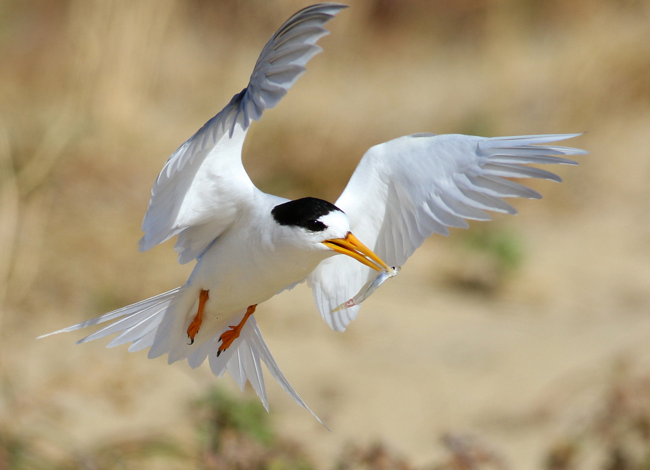 Fairy Tern (Image ID 24699)