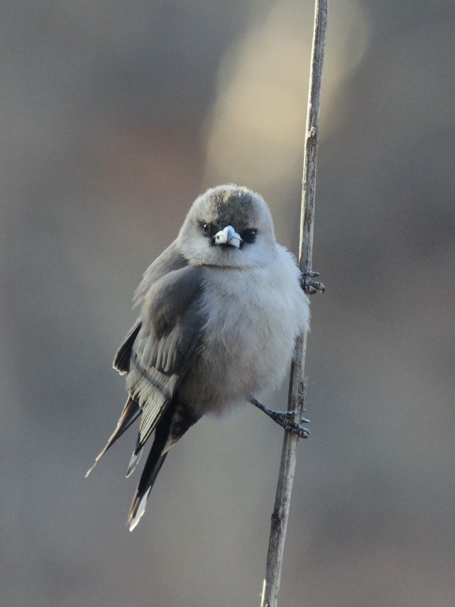 Black-faced Woodswallow (Image ID 24754)