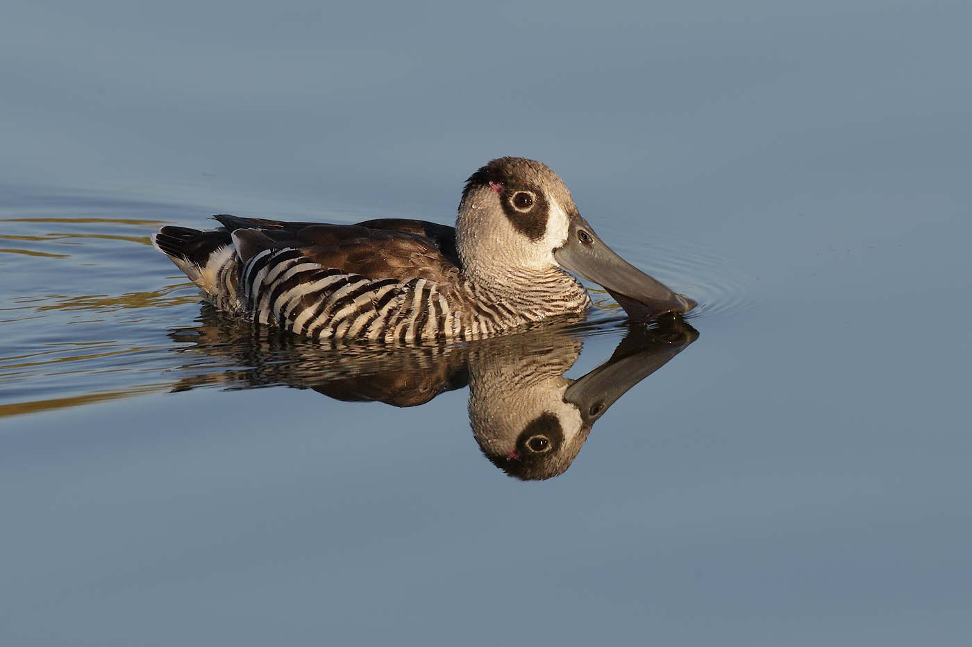 Pink-eared Duck (Image ID 24681)