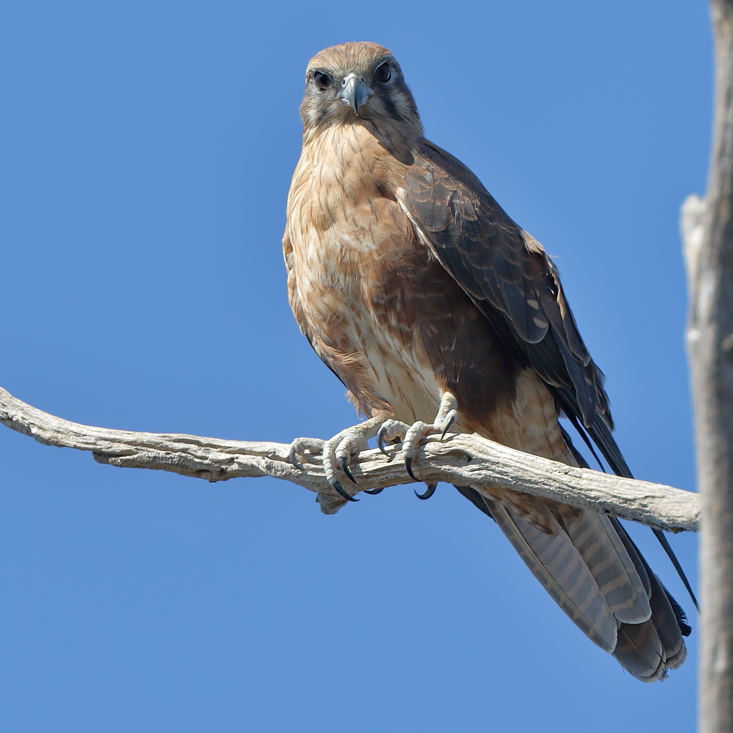 Brown Falcon (Image ID 24554)