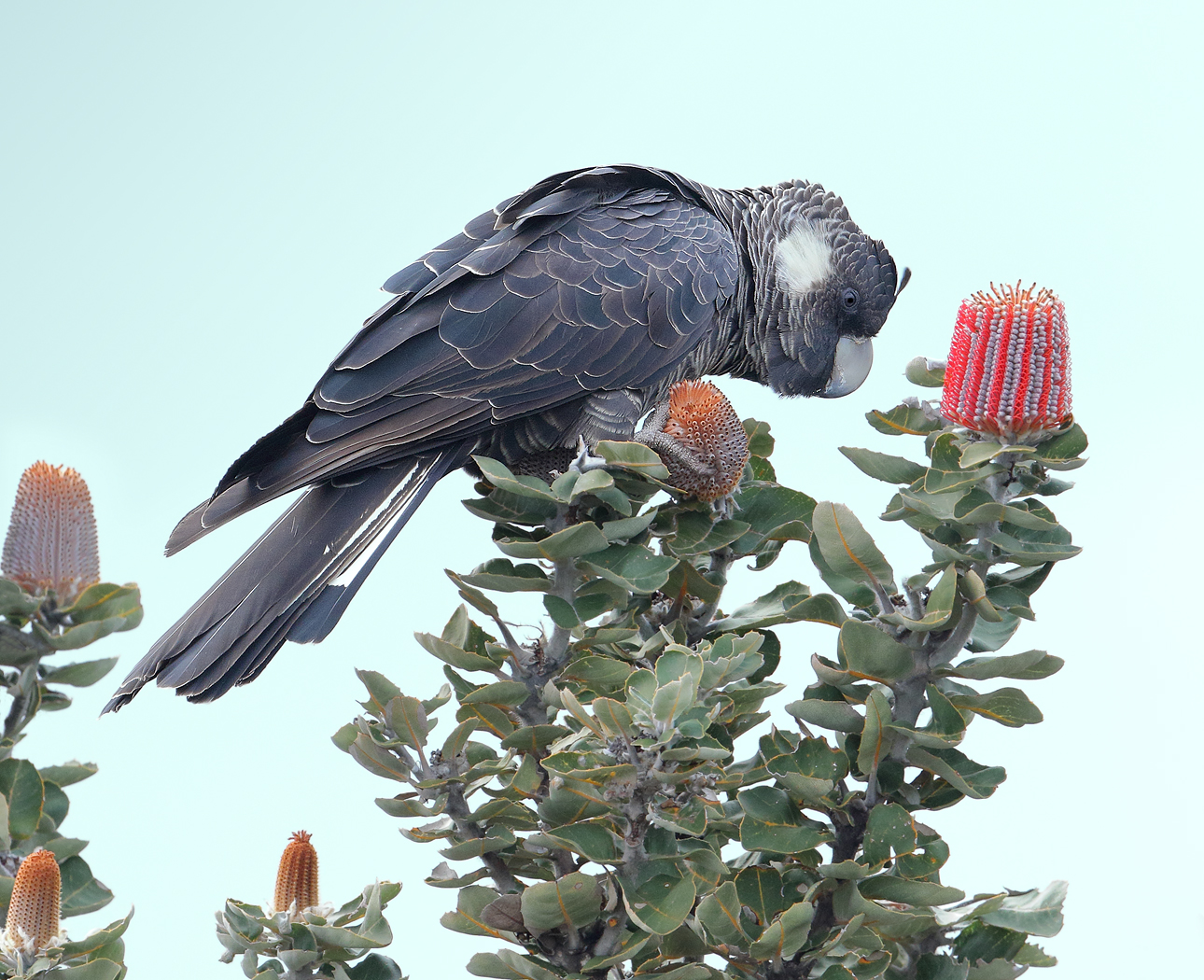 Carnaby's Black-Cockatoo (Image ID 25228)