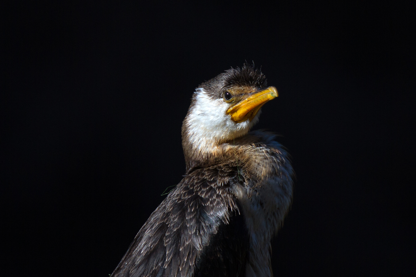 Little Pied Cormorant (Image ID 25081)