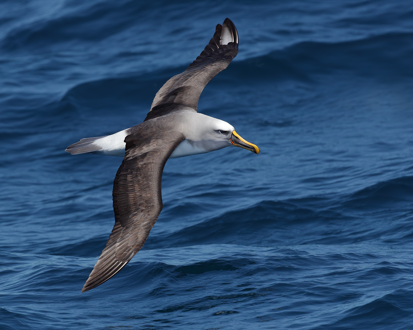 Buller's Albatross (Image ID 25251)