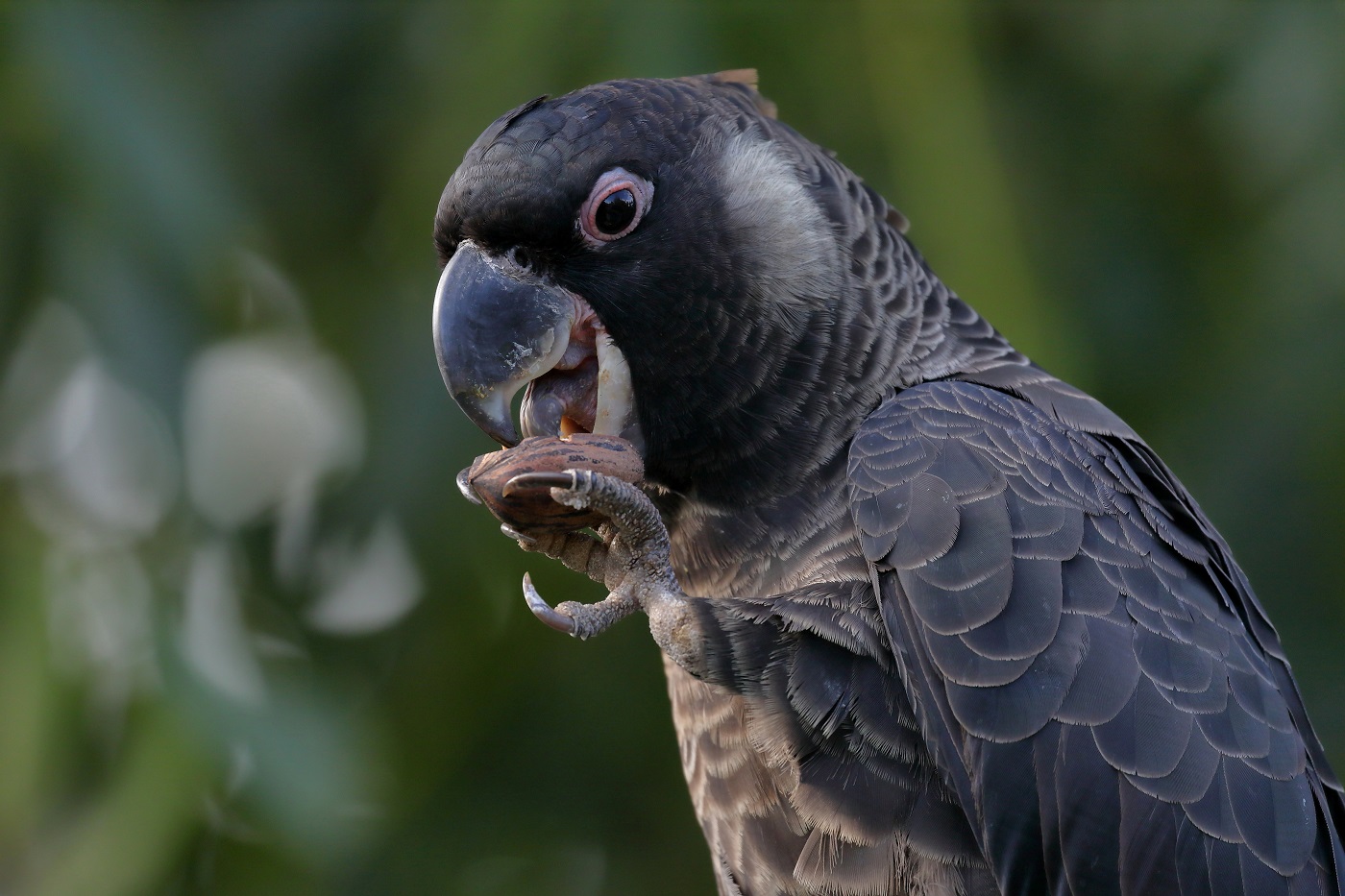 Carnaby's Black-Cockatoo (Image ID 25793)