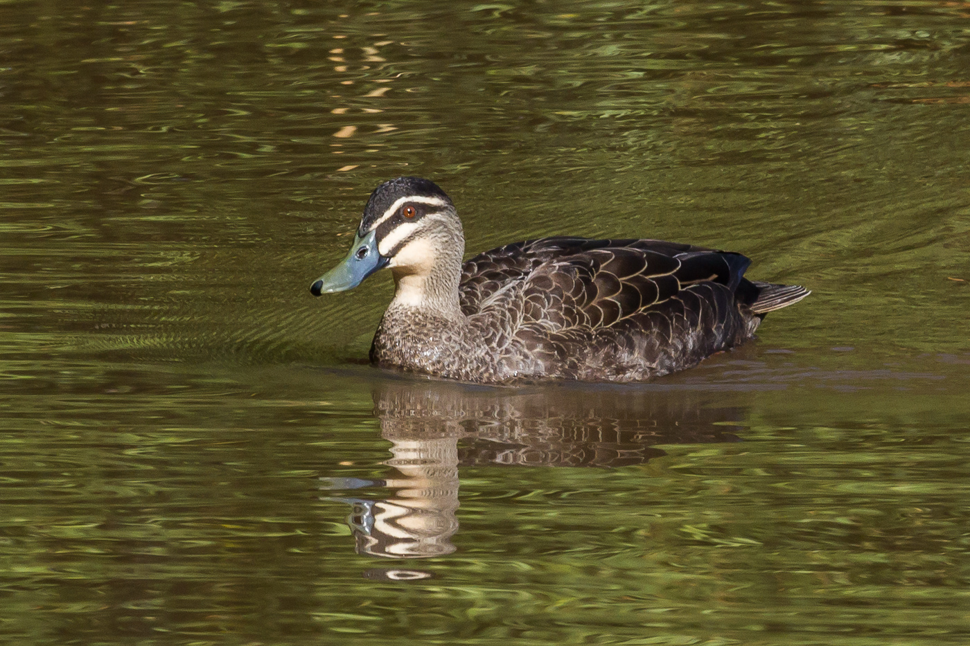 Pacific Black Duck (Image ID 25600)