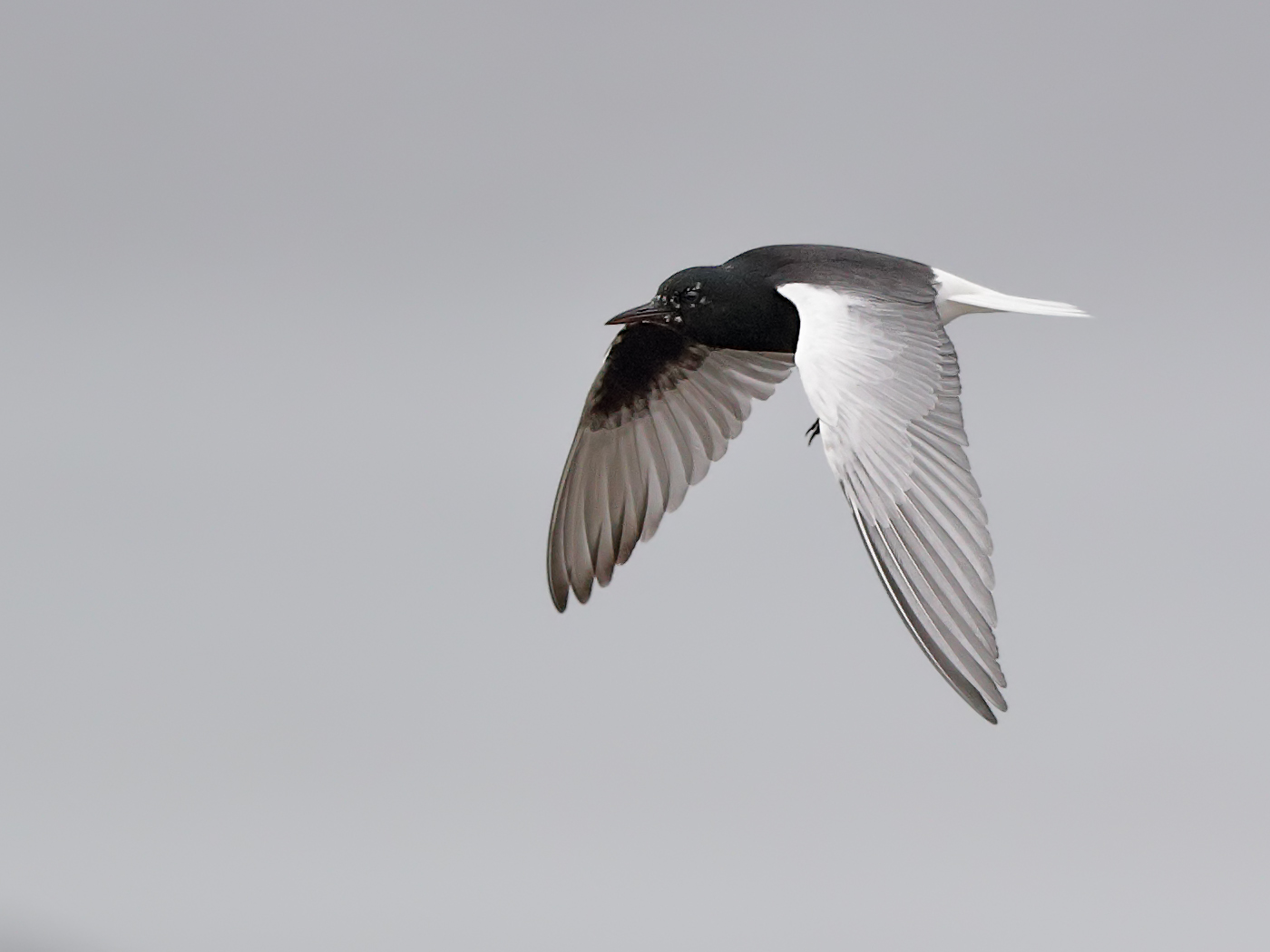 White-winged Black Tern (Image ID 25758)