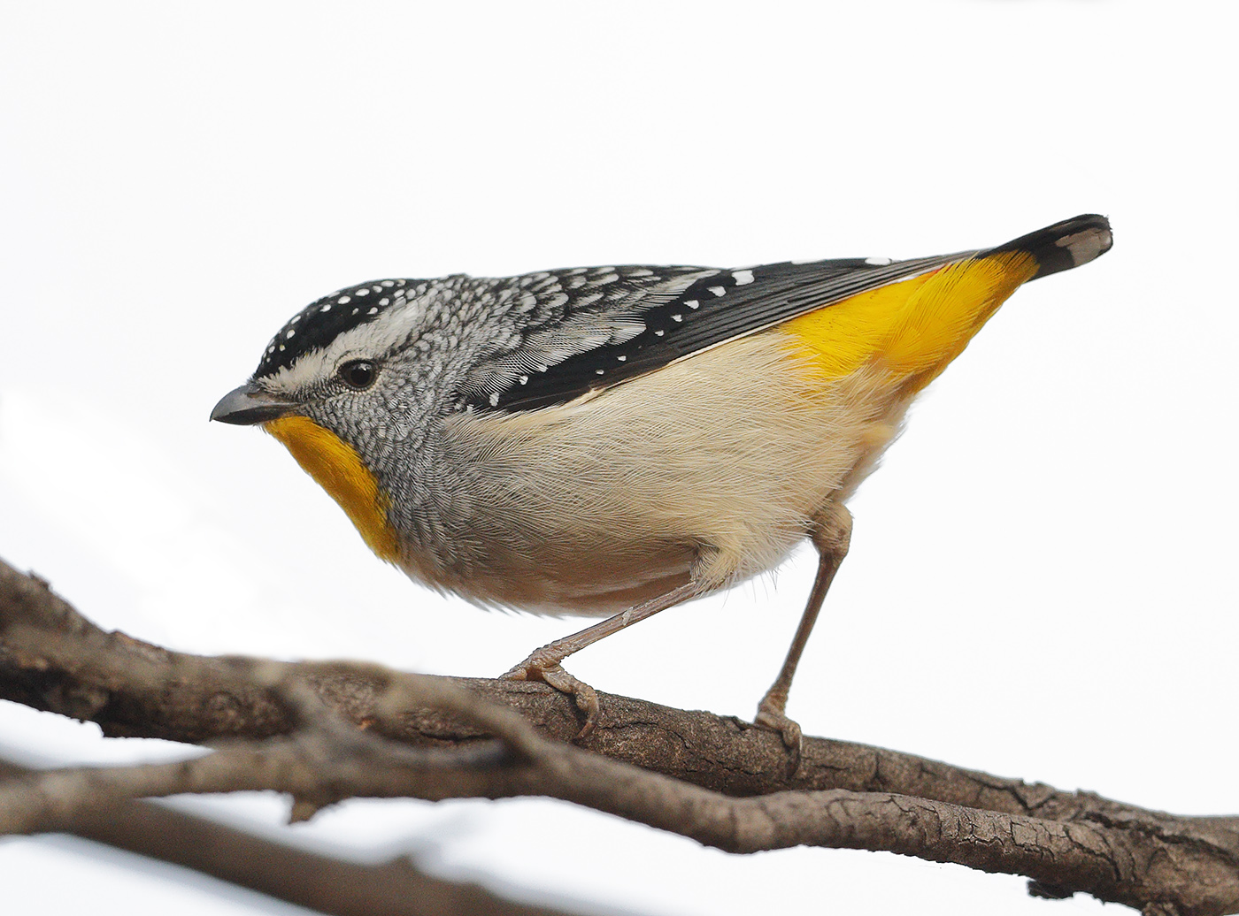 Spotted Pardalote (Image ID 25807)