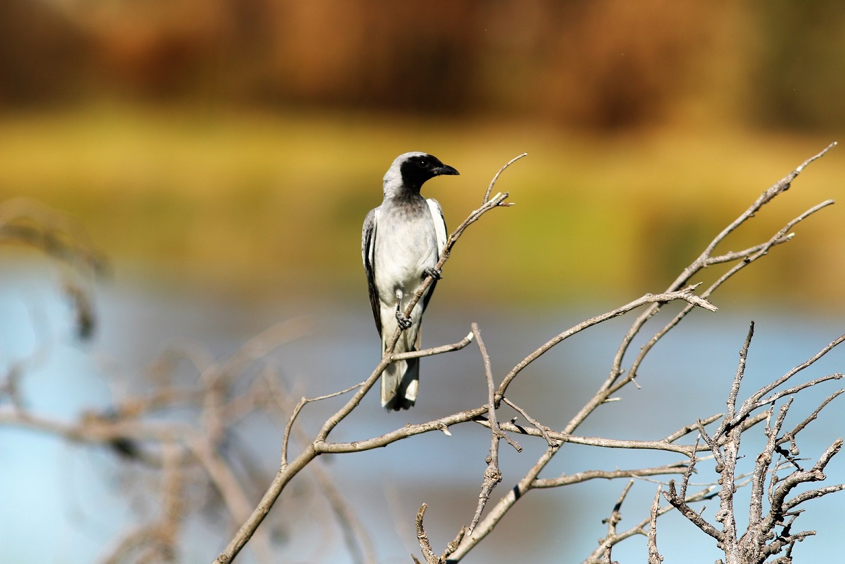 Black-faced Cuckoo-shrike (Image ID 25789)