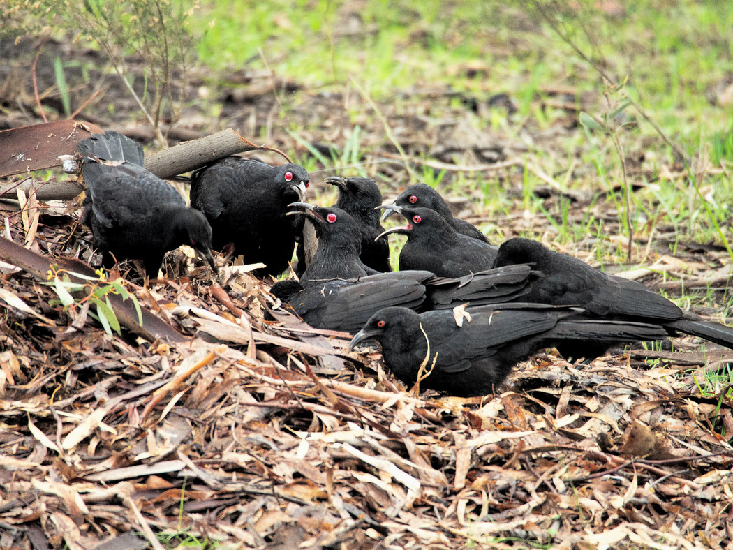 White-winged Chough (Image ID 25934)