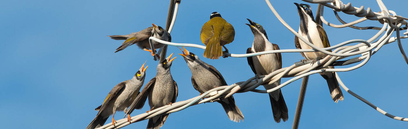 Noisy Miner,Blue-faced Honeyeater complex (Image ID 26243)