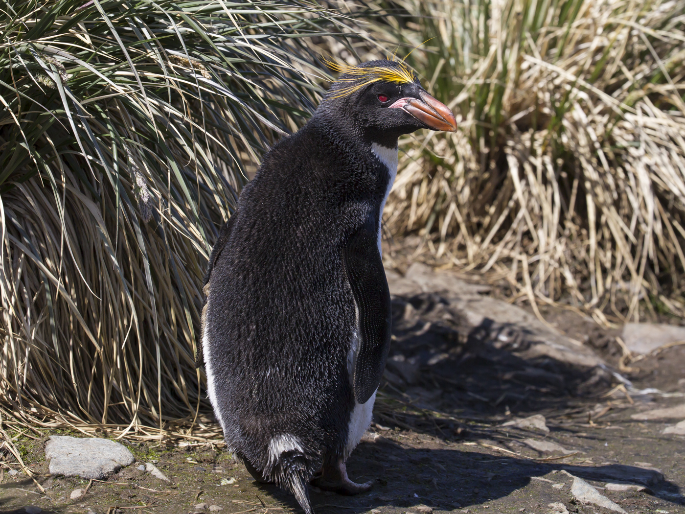 Macaroni Penguin (Image ID 25898)