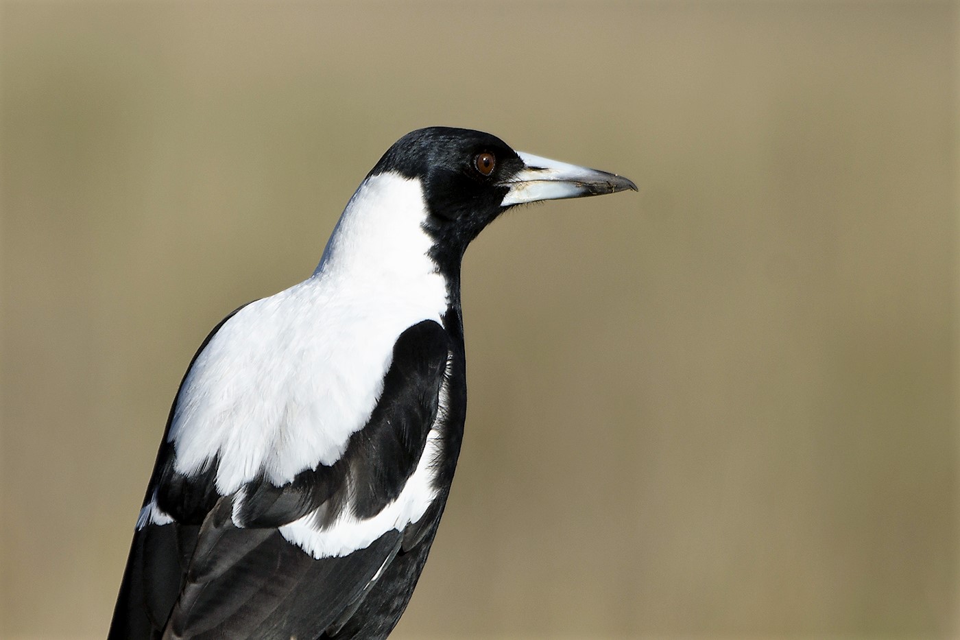 Australian Magpie (Image ID 26086)
