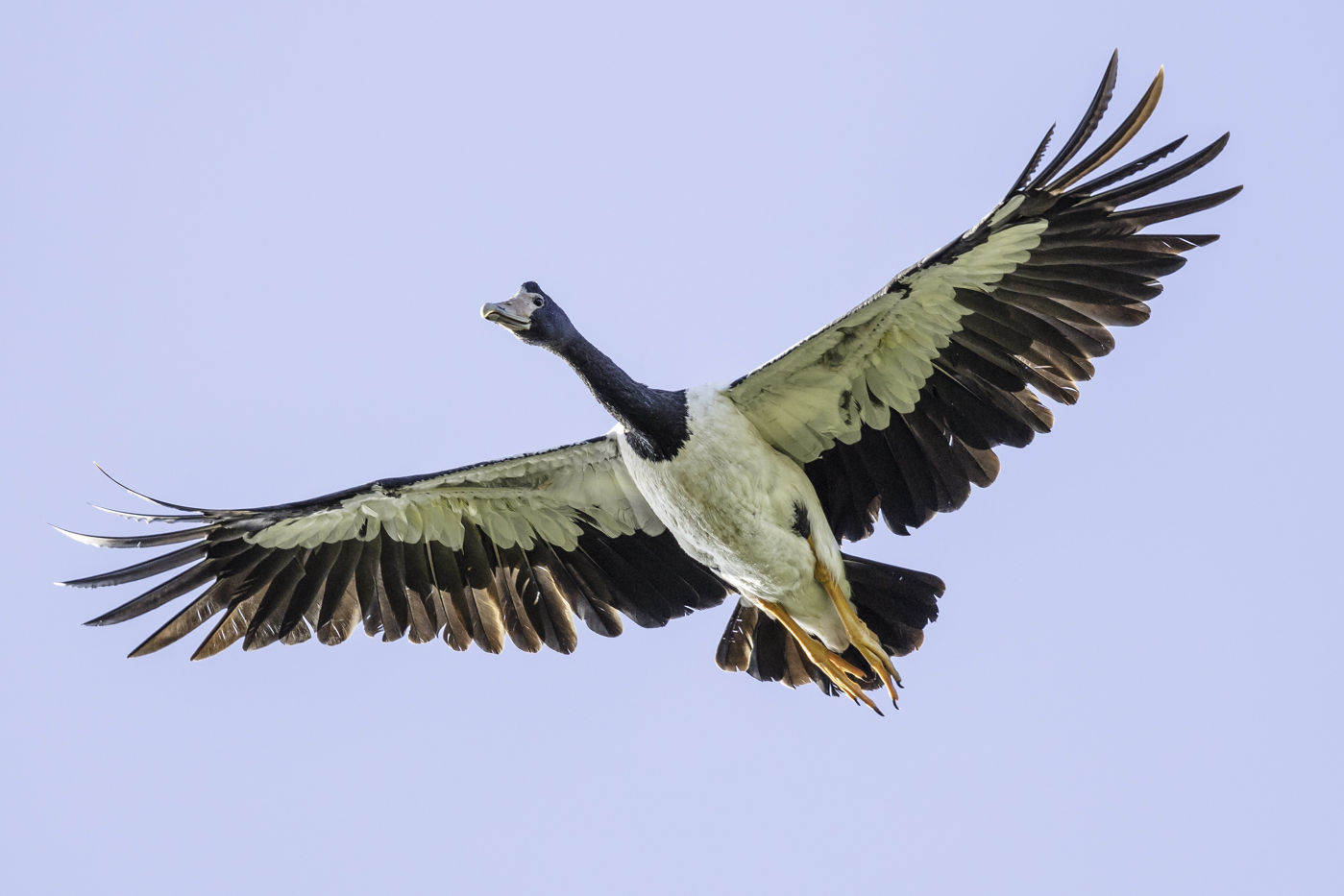 Magpie Goose (Image ID 26299)