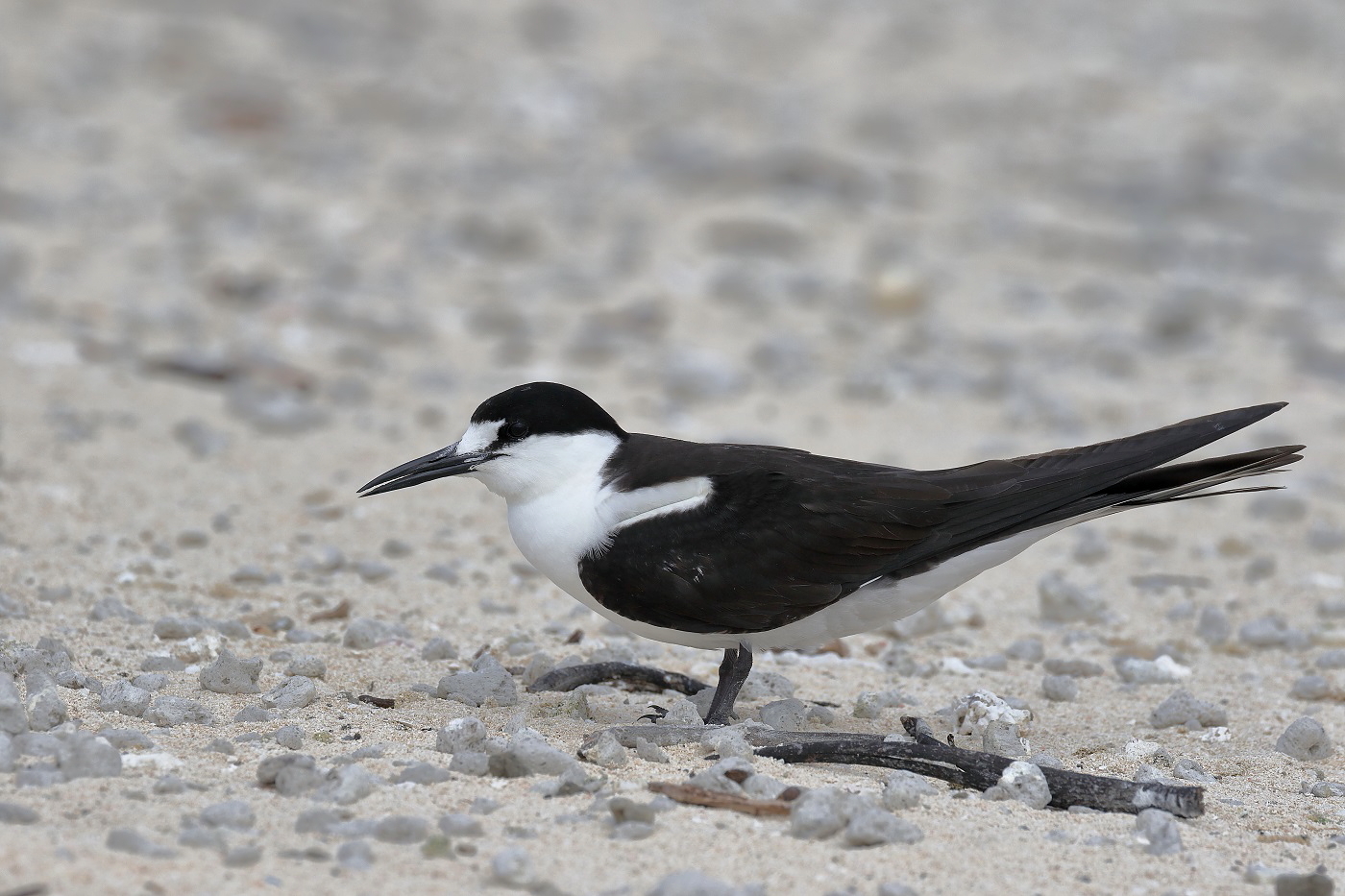 Sooty Tern (Image ID 26682)