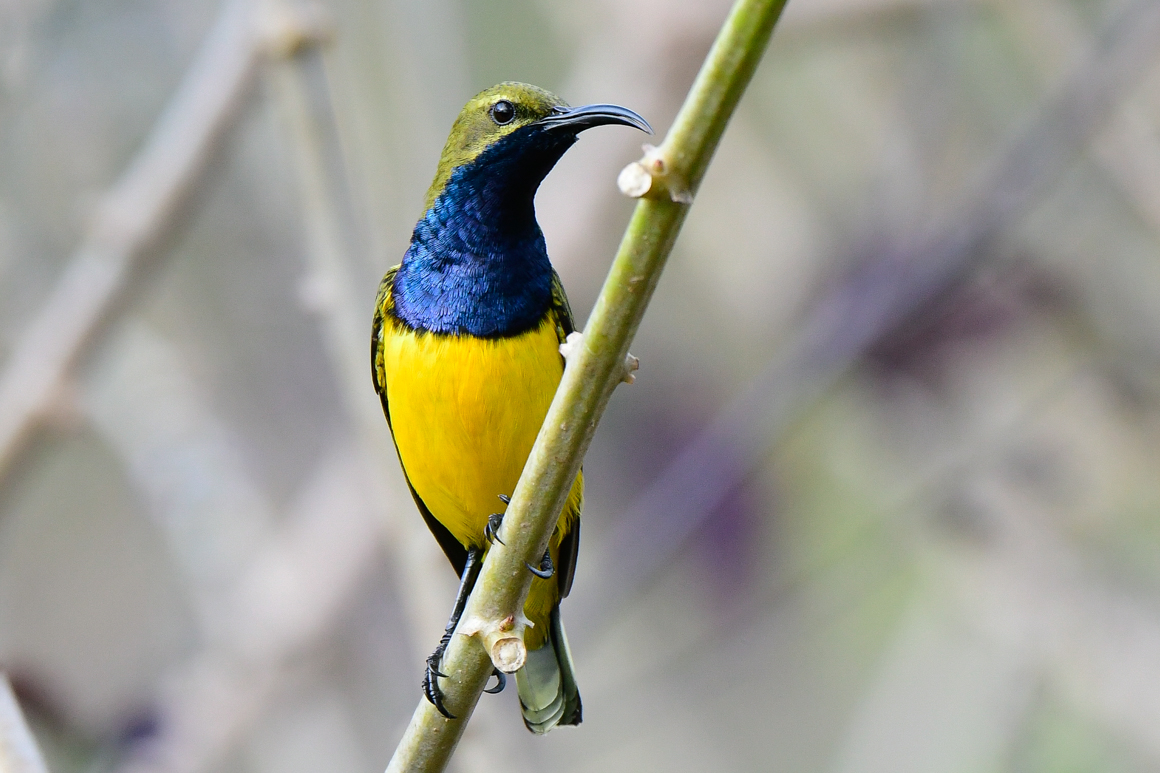 Olive-backed Sunbird (Image ID 26812)