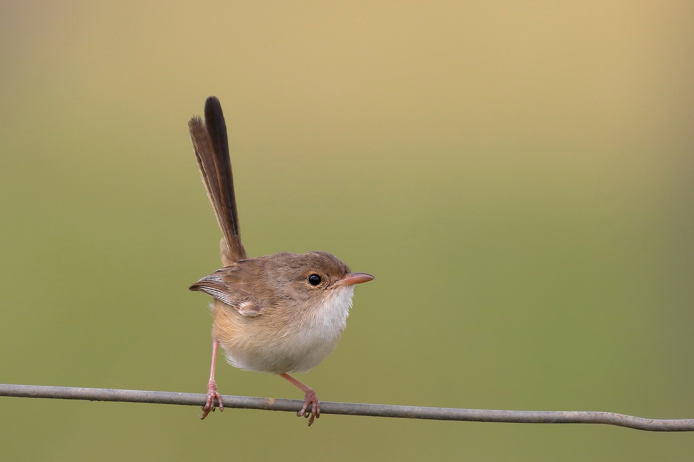 Red-winged Fairy-wren (Image ID 26525)