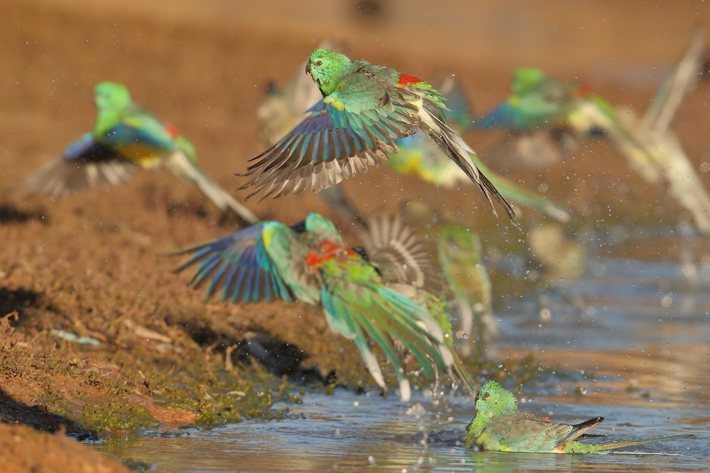 Red-rumped Parrot (Image ID 26653)