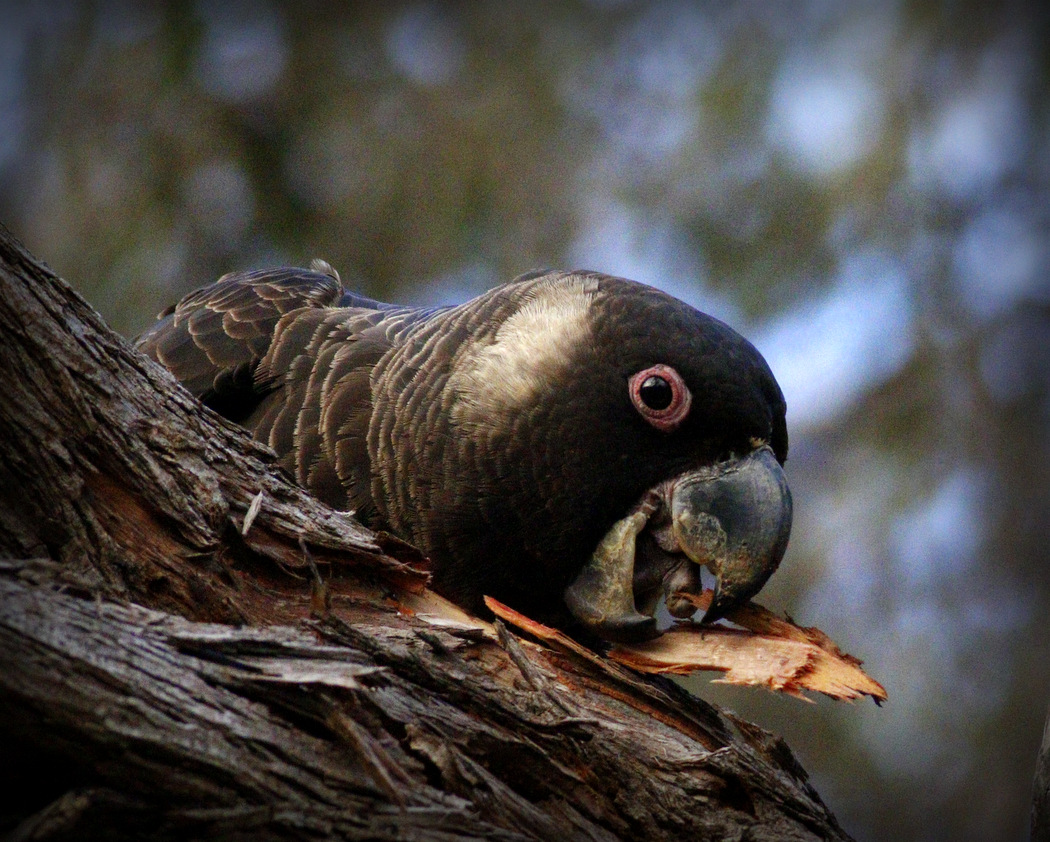 Carnaby's Black-Cockatoo (Image ID 26444)