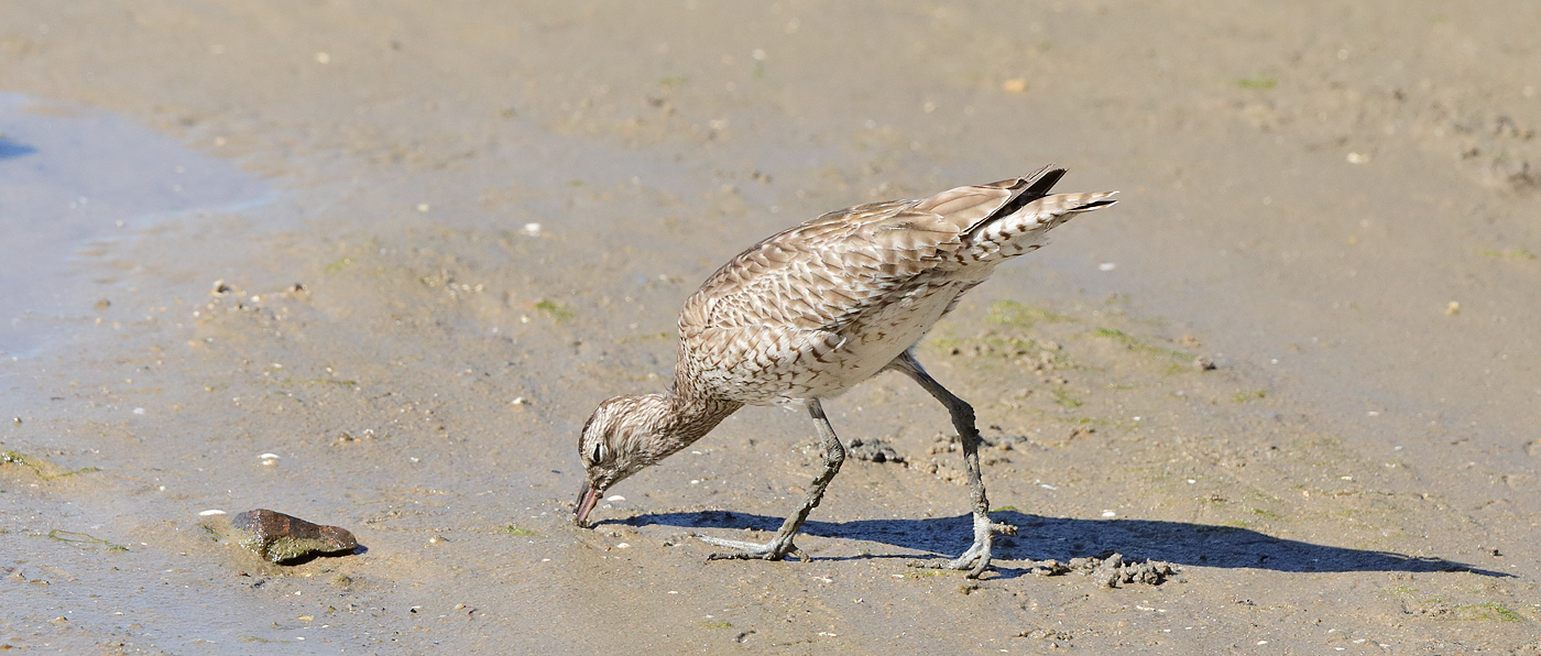 Whimbrel (Image ID 27286)