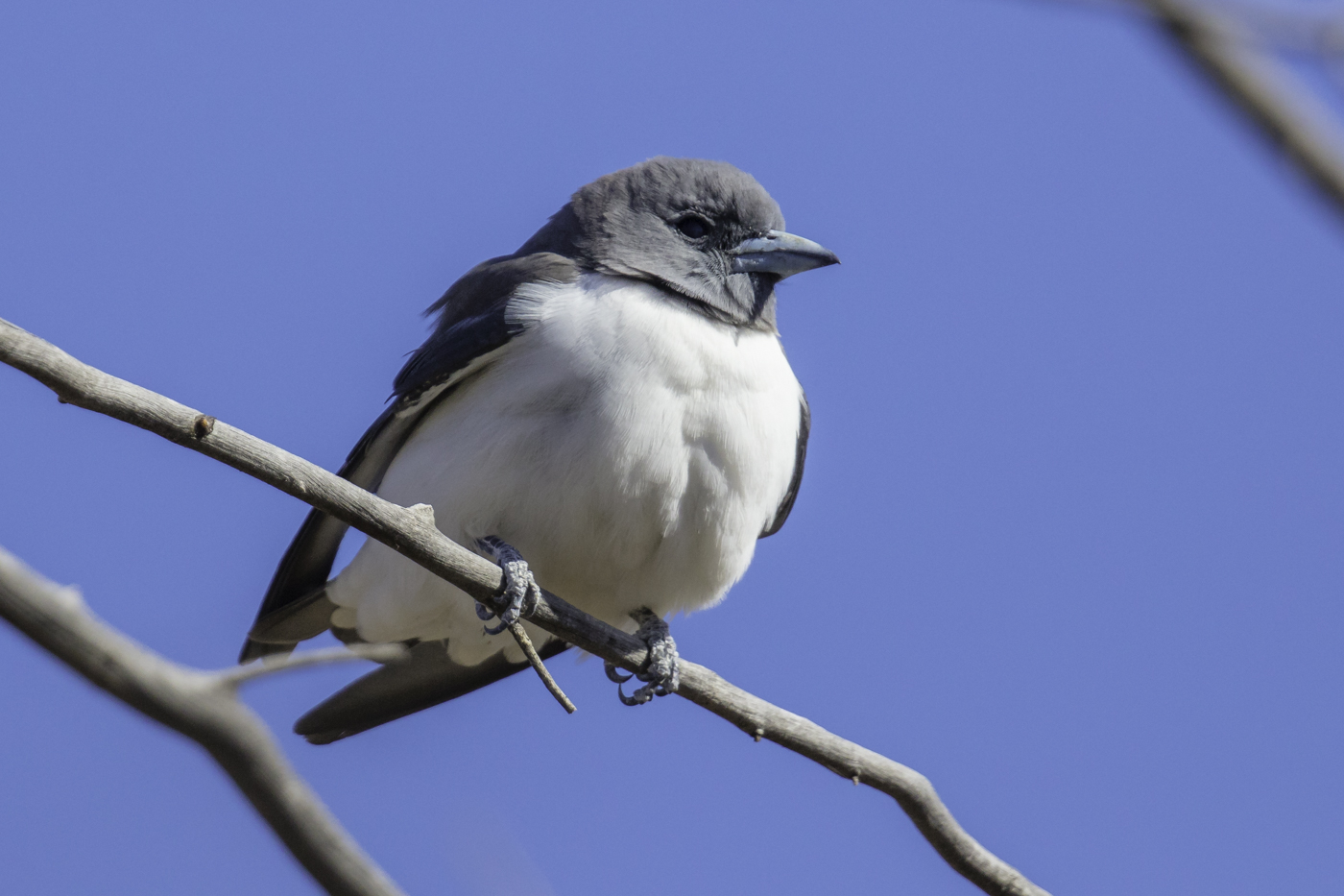 White-breasted Woodswallow (Image ID 27848)