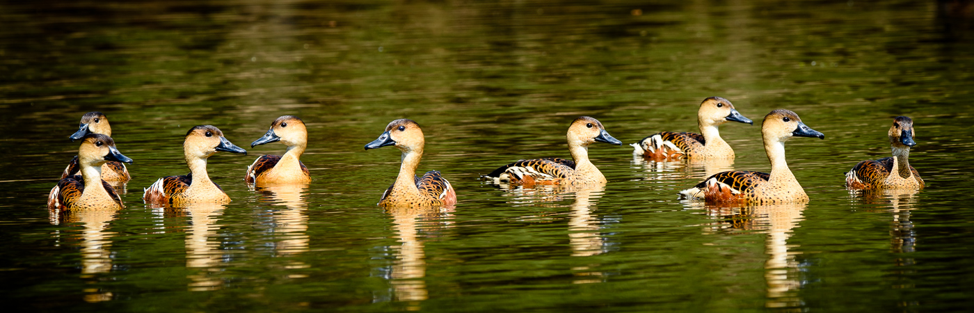 Wandering Whistling-Duck (Image ID 27782)