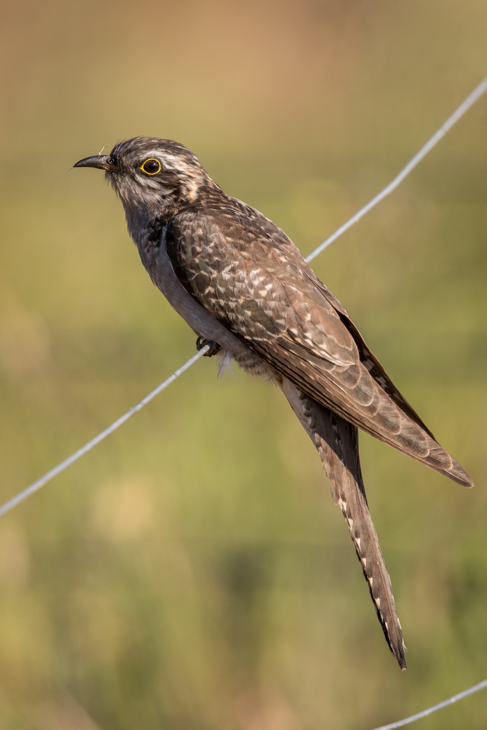 Pallid Cuckoo (Image ID 27666)