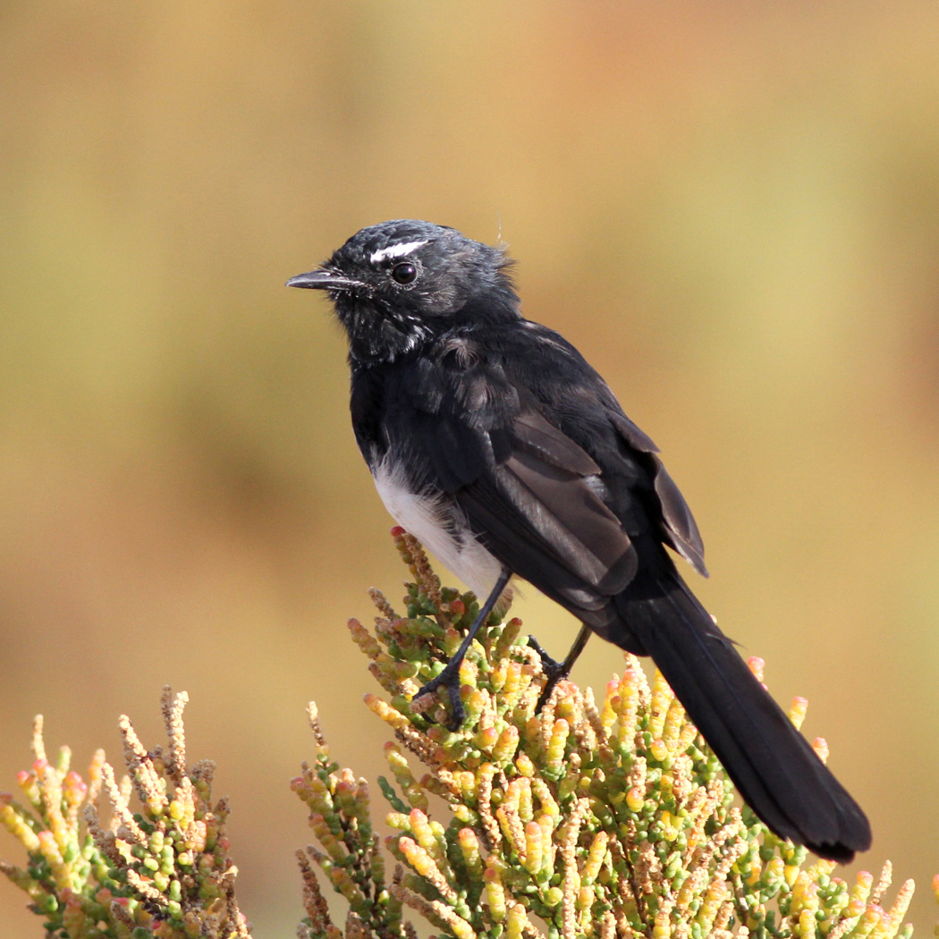 Willie Wagtail (Image ID 28105)