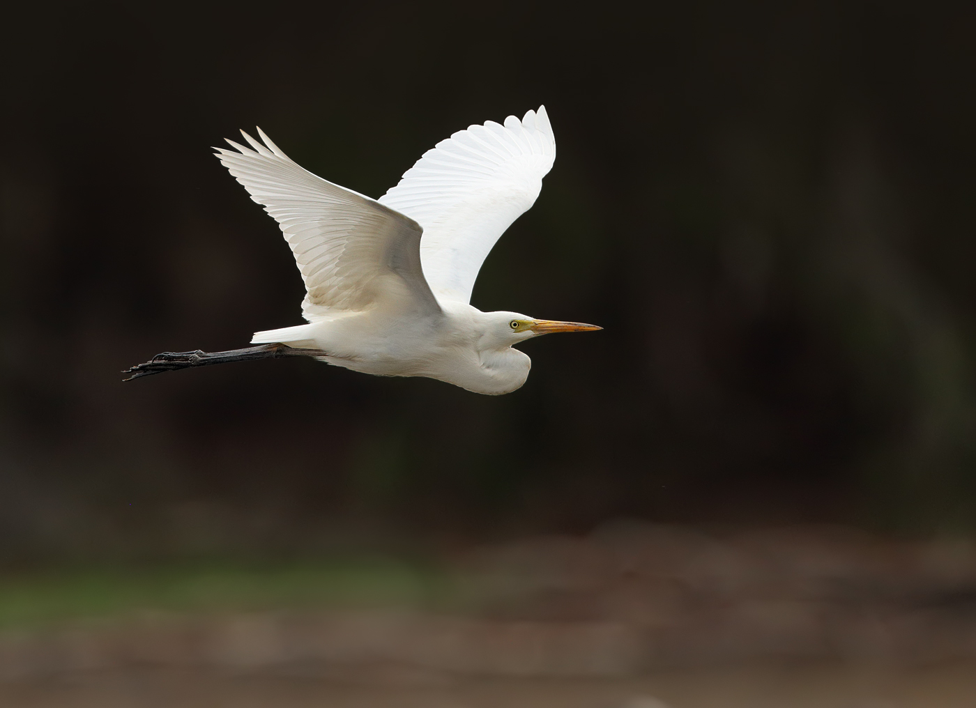 Plumed Egret (Image ID 28230)