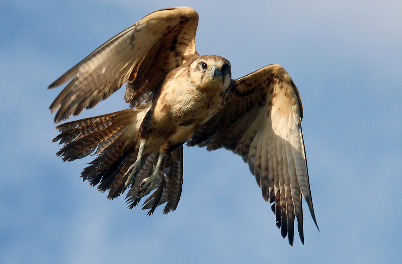 Brown Falcon (Image ID 28912)