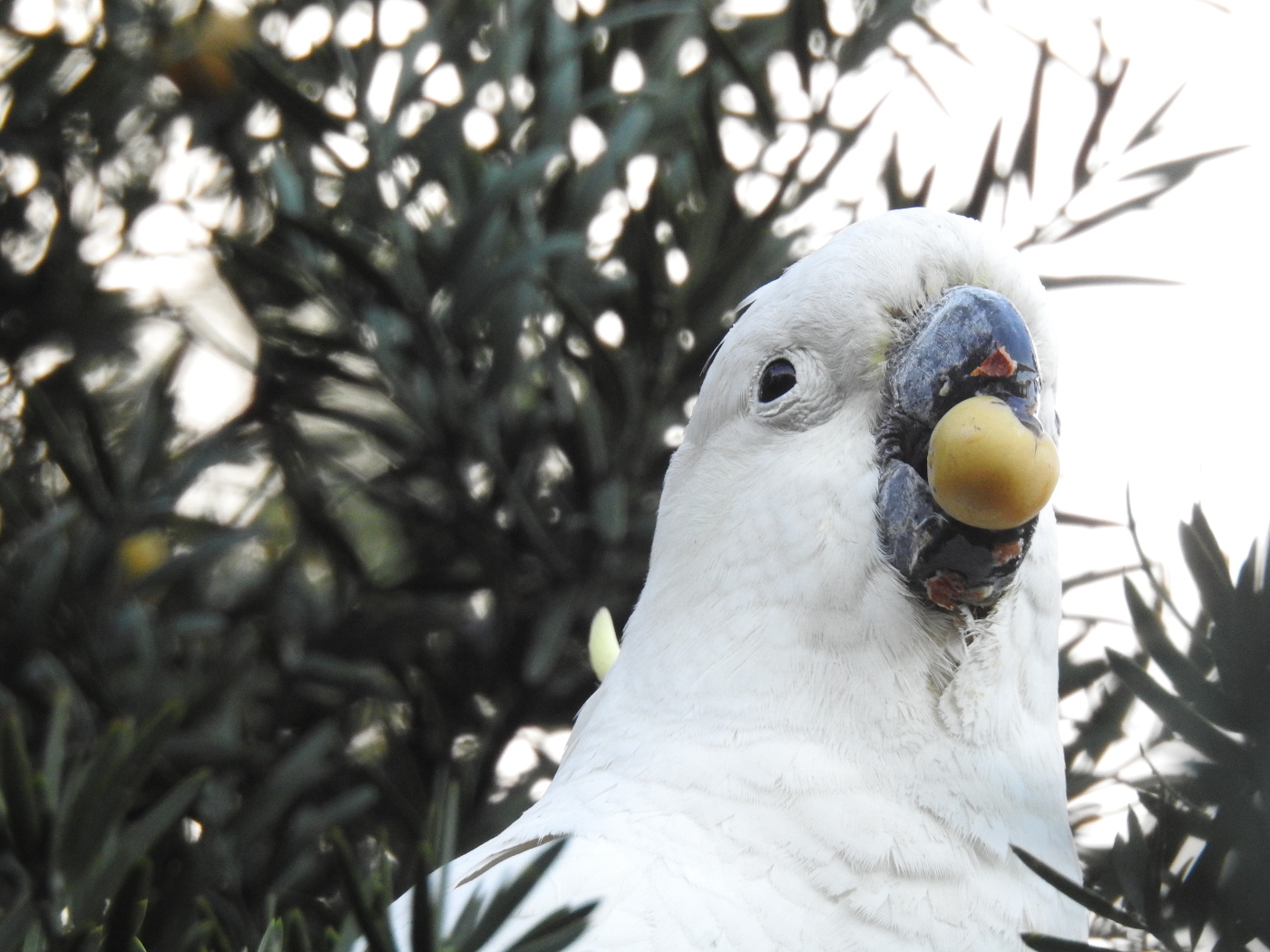 Sulphur-crested Cockatoo (Image ID 28612)