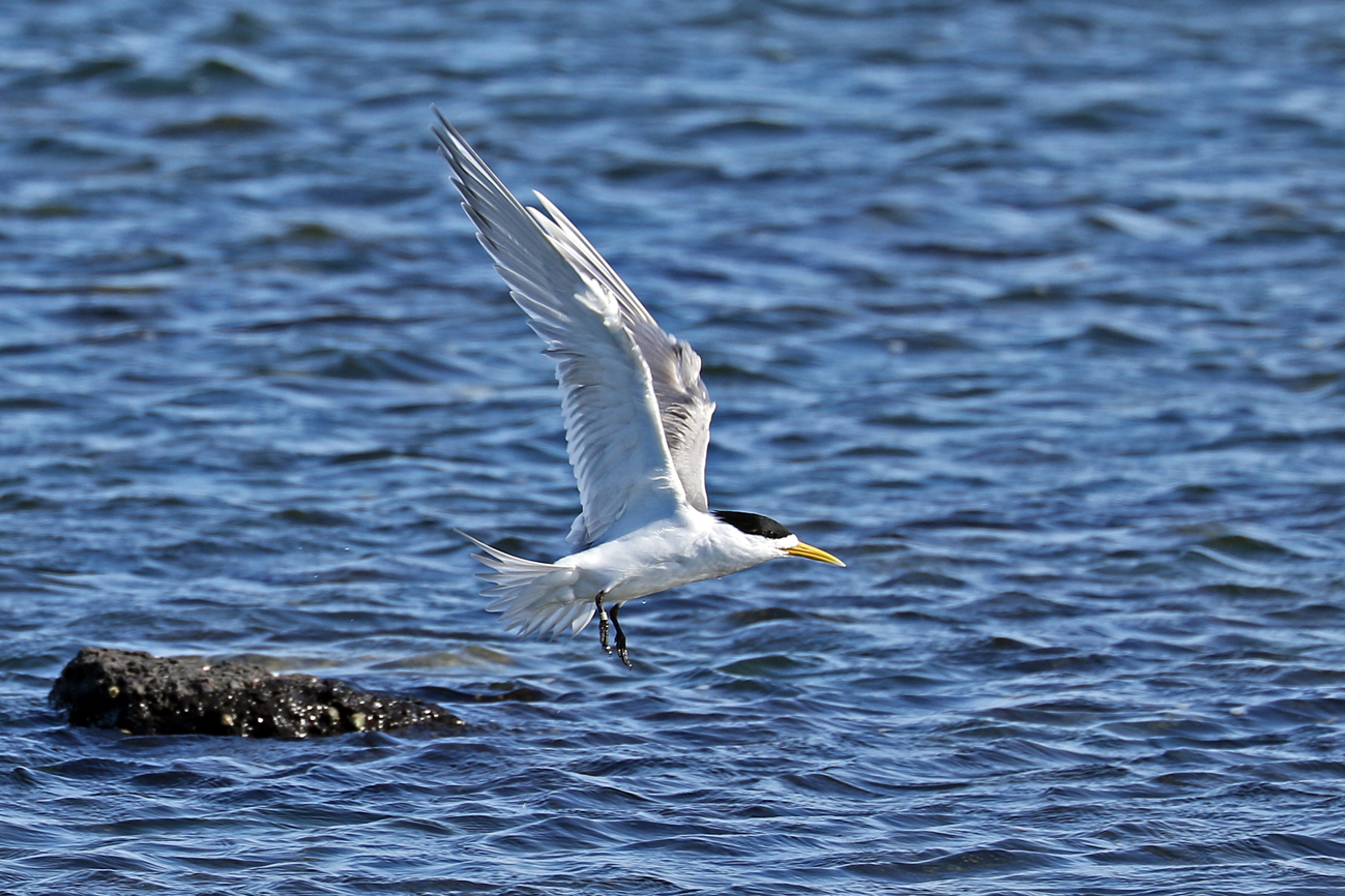 Greater Crested Tern (Image ID 28777)