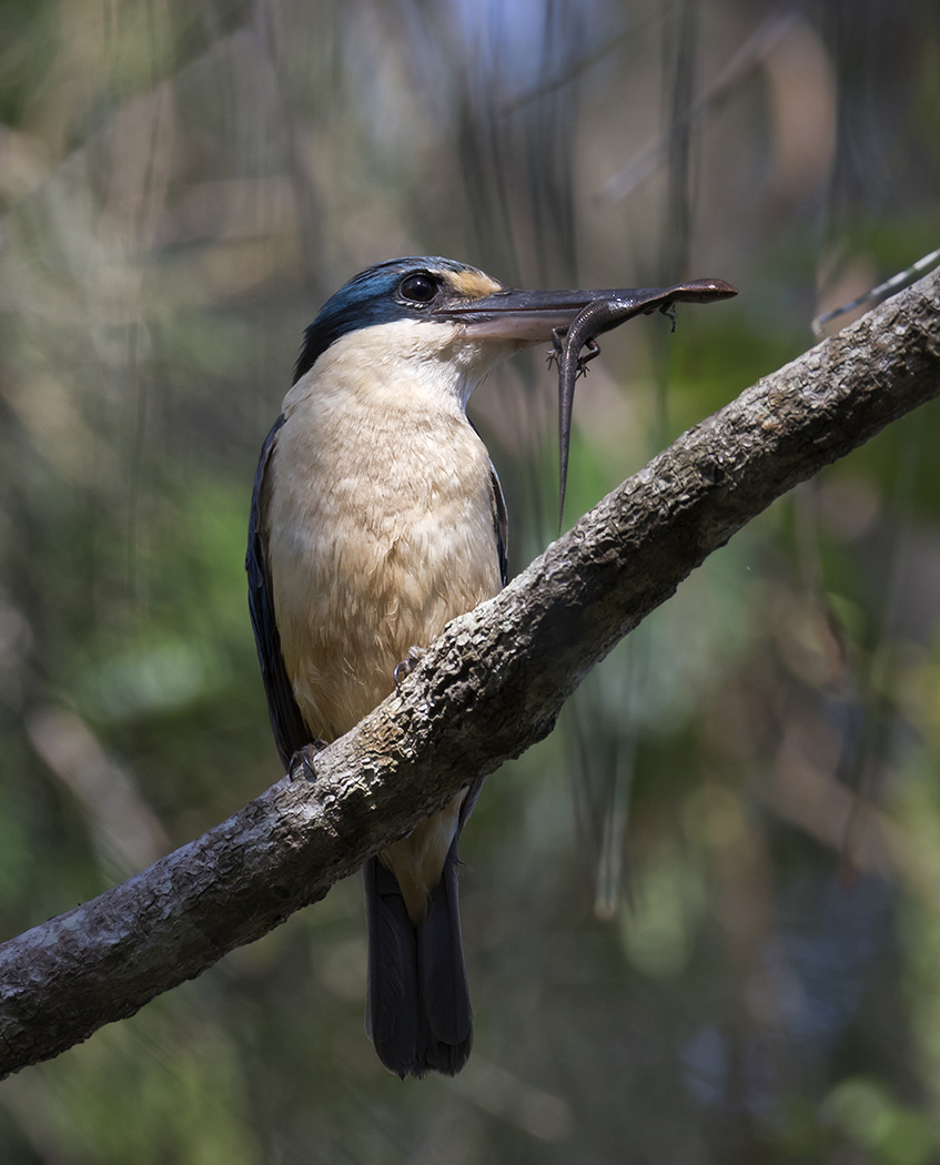Sacred Kingfisher (Image ID 28801)