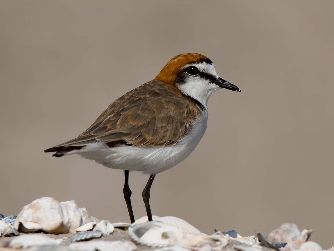 Red-capped Plover (Image ID 29460)