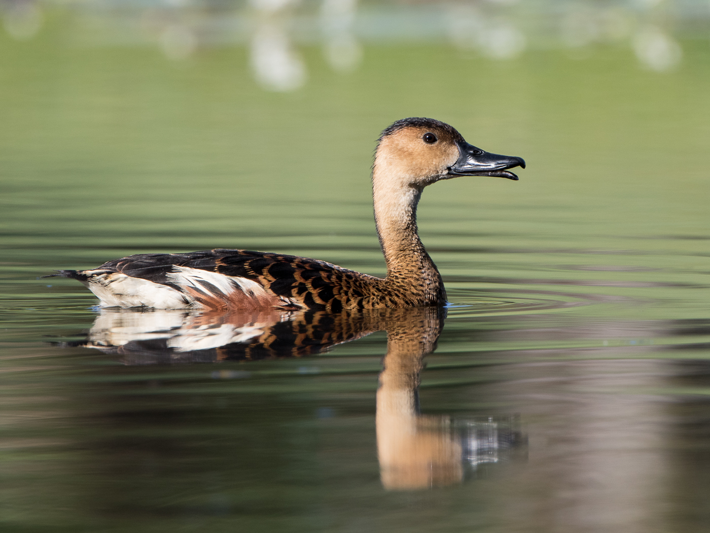 Wandering Whistling-Duck (Image ID 29773)